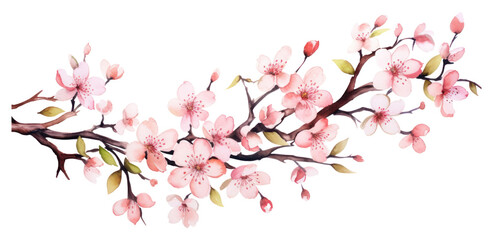 Fototapeta premium PNG Cherry blossom flower plant white background.