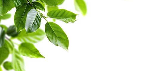 Fototapeta premium Green Leaves Card on White Background Promoting a Clean Environment. Concept Clean Environment, Green Living, Sustainable Lifestyle, Eco-Friendly Practices