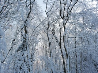 snow covered trees