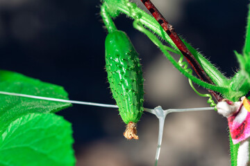 Lush green cucumber plant with vibrant leaves and a fresh green cucumber growing. Green cucumber...