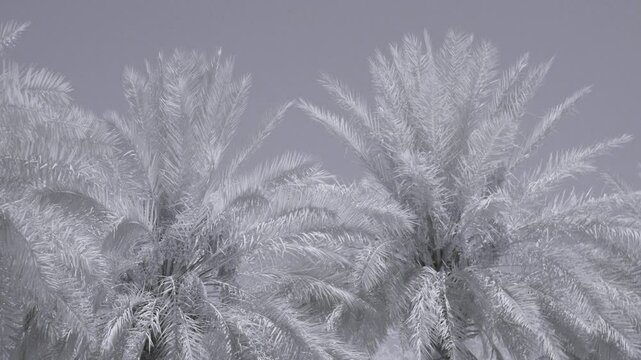 Infrared footage of palm leaves moved by the wind