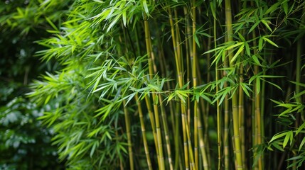A dense bamboo grove with tall, slender stalks and lush green foliage