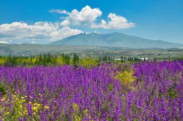 Fototapeta premium mountain meadow with purple sage flowers and Mount Ara in Agarak village (Aragatsotn province, Armenia) 
