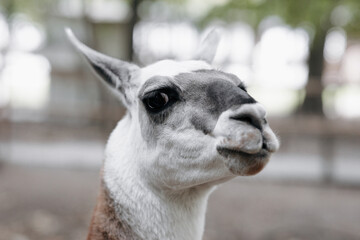 Obraz premium A group of colorful Huacaya alpacas breeds llamas on the green grass.