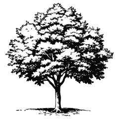 Maple tree ink sketch. Hand drawn vector illustration isolated on white background. Vintage style.