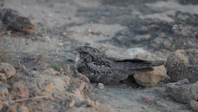 Jungle nightjar (Caprimulgus indicus) is a species of nightjar found in the Indian Subcontinent, sitting on the ground