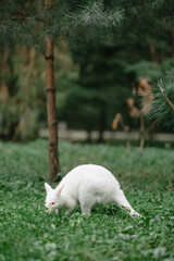 the albino kangaroo is all white with pink eyes, ears and nose. 