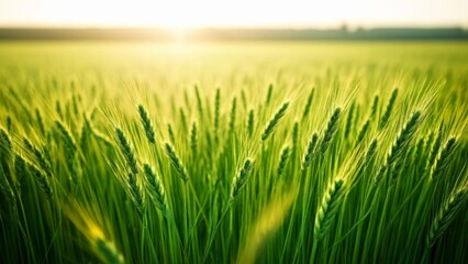 Fototapeta premium Vibrant Harvest Sunlit Field of Wheat