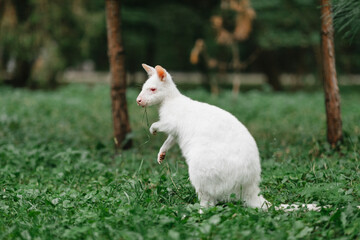 Obraz premium the albino kangaroo is all white with pink eyes, ears and nose. 