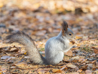 Autumn squirrel with nut sits on green grass with fallen yellow leaves