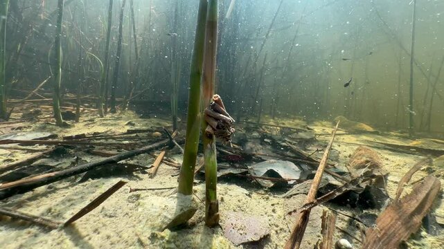 Caddisfly larvae (order Trichoptera) in the pond. Underwater shot, Estonia.