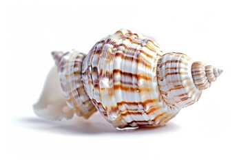 Obraz premium Striped Seashell Close-Up on White Background