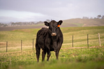 Stud beef angus and wagyu cows in a field on a farm in England. English cattle in a meadow grazing on pasture in springtime. Green grass growing in a paddock on a sustainable agricultural ranch.