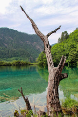 tree on the river,  Jiuzhaigou Valley Scenic, Sichuan, China