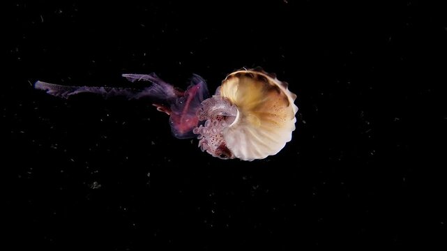 Female Paper Nautilus (Argonauta sp.) holding onto a small pink Jellyfish in open water, Blackwater.  Anilao, Philippines  1 of 2, 60fps