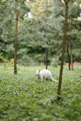 the albino kangaroo is all white with pink eyes, ears and nose. 