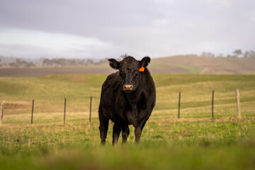 Stud Beef bulls and cows grazing on grass in a field, in Australia. breeds include speckle park, murray grey, angus, brangus and wagyu. beautiful farming landscape