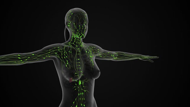 The lymphatic system medical animation