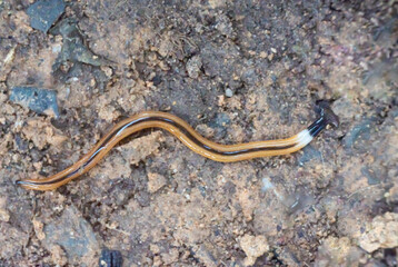 Bipalium worms or hammerhead worms are brown with a black central stripe and head. They are small reptiles that prey on snails and earthworms. They are native to Asia.