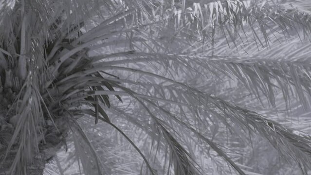 Infrared footage of palm tree leaves in park in Riffa, Bahrain