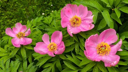 pink peony bush in blossom © Jana