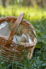 Obraz premium Green ears of grass on the background of a wicker basket. Selective focus