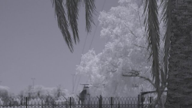 Infrared footage of palm tree in park