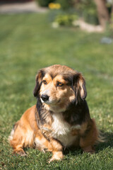 Obraz premium Cute dog playing sitting in the grass in the yard.