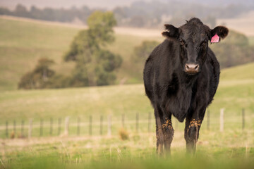 Beef cows and calves grazing on grass on a beef cattle farm in  Australia. breeds include murray...