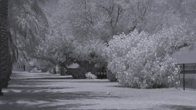 Infrared footage of trees and bushes in park in Riffa, Bahrain
