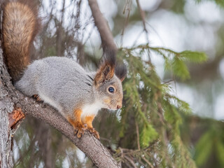 The squirrel with nut sits on tree in the winter or late autumn