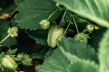 Green strawberries among the foliage on the garden bed. Summer harvest. close-up shooting