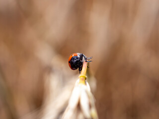 ladybird on a flower