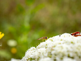 Fliege 