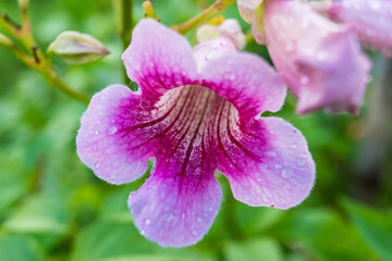 Pink flower bud with water drops on its delicate petals:  This description mentions the flower's...