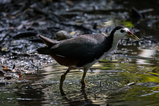 White-breasted Waterhen (Amaurornis phoenicurus), a waterbird of rail and crake family, found in meadows, ditches, riversides, marshes, as well as parks and farmlands