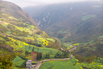 Rapeseed Field Luoping, Yunnan province, China. Canola blossoming on the mountain