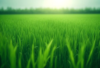 Fototapeta premium green landscape rice field technology background