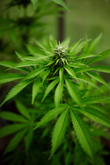 Cannabis im Gewächshause