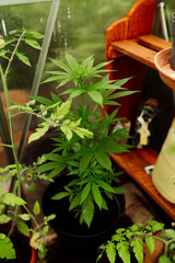 Cannabis im Gewächshause