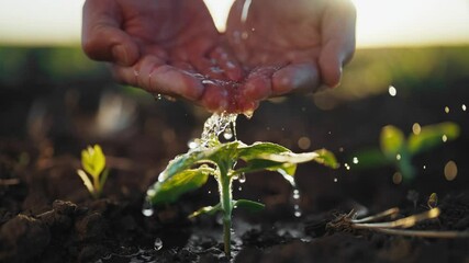 Care about nature and ecology, water pouring from human palms on small plant. Farmer watering sprouts in agricultural field in morning, closeup view of hands, professional agronomist or ecologist
