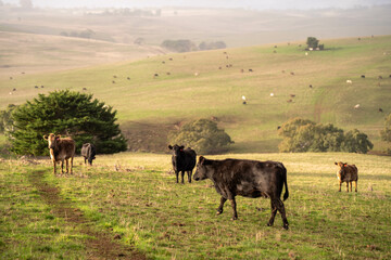 Beef cows and calves grazing on grass in a free range field, in Australia. eating hay and silage. breeds include murray grey, angus and wagyu