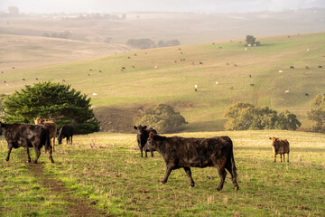 The Future of Livestock in Australian Agriculture: Sustainable Grazing, Technology, and Innovation for Environmental Resilience, cows grazing