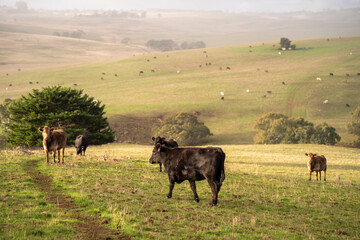 Cows in a field on a farm in spring on green field
