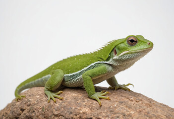 Fototapeta premium Lizard, isolated on a white background in commercial photography