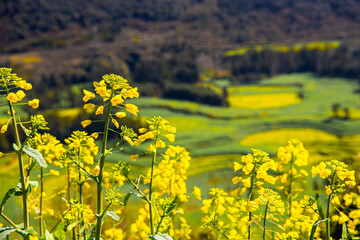 The Golden Canola Fields of China. The rapeseed flowers are in full bloom, Luoping, Yunnan,China