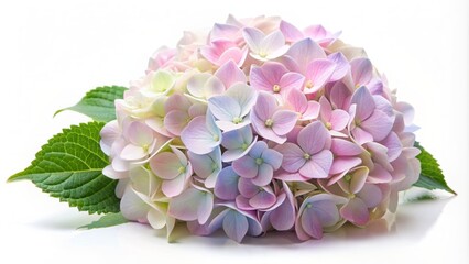 Fototapeta premium Delicate soft-petaled pastel hydrangea flower cluster in gentle bloom, isolated on pristine white background, exuding subtle elegance and serenity.