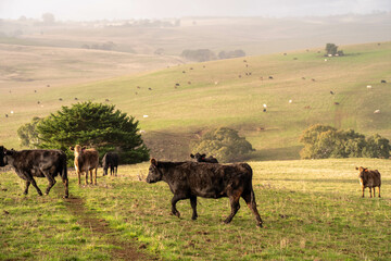 Stud Beef bulls and cows grazing on grass in a field, in Australia. breeds include speckle park, murray grey, angus, brangus and wagyu. beautiful farming landscape