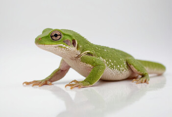 Gecko, isolated on a white background in commercial photography