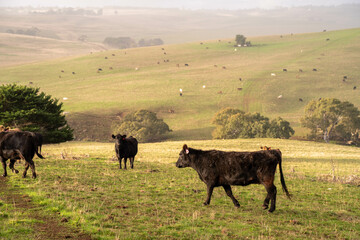Sustainable Agriculture Practices: Enhancing Ecosystems, Livelihoods, and Resilience through Holistic, Carbon-neutral Approaches grazing cows and bulls on pasture
